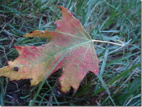 October 7, 2010 011