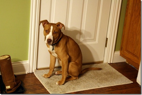 January 11, 2010 024 charlie